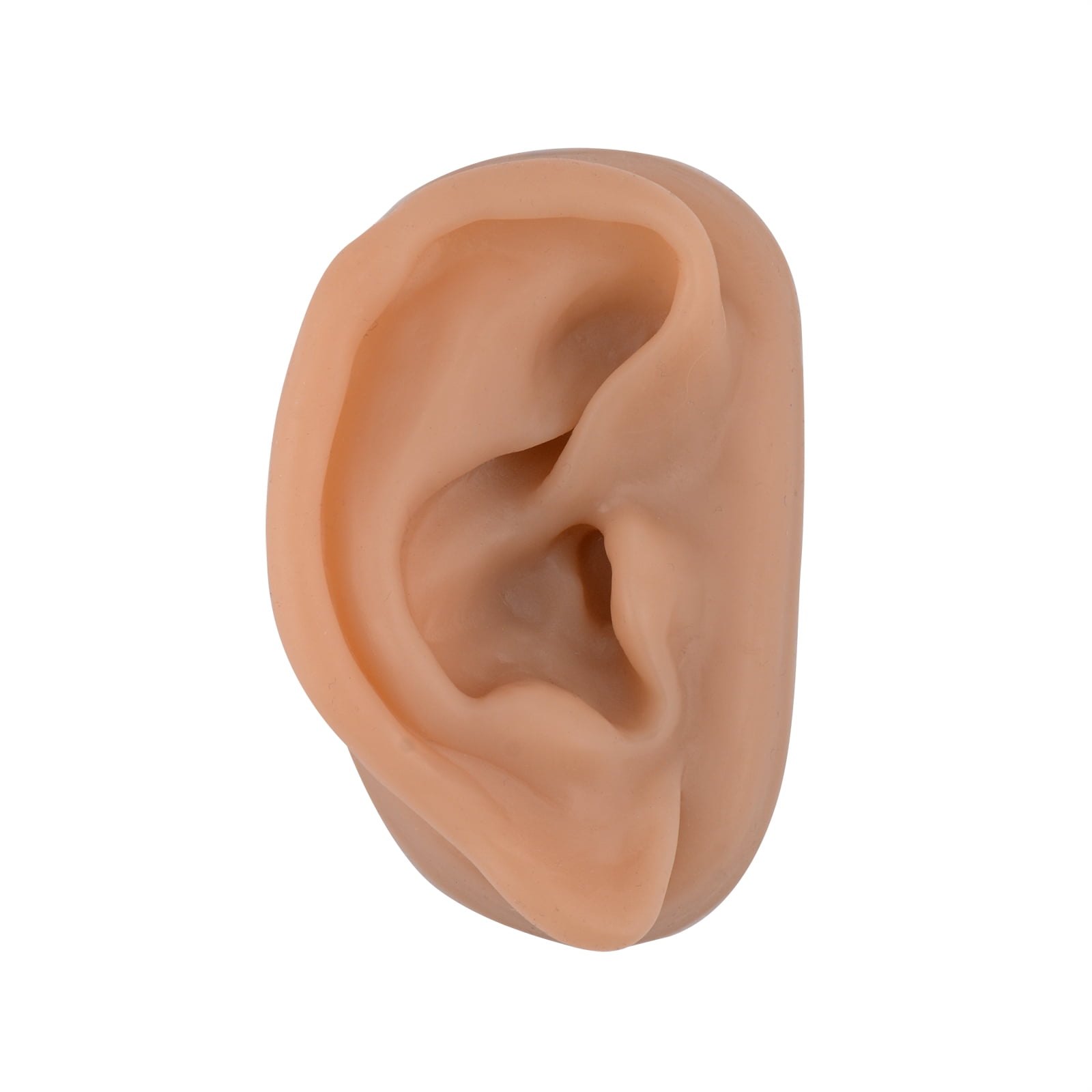 Acupuncture Ear Model, Right Artificial Ear Replica
