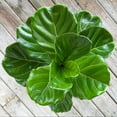 thumbnail image 4 of United Nursery Live Fiddle Leaf Fig Ficus Lyrata in 10 inch Grower Pot, Requires Indirect Light, 4 of 10