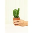 thumbnail image 3 of Acanthocereus Tetragonus 'Fairy Castle' Live Green Plant in 4" Pot, 3 of 3