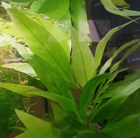 Dwarf Nomaphila Siamensis Live Aquarium Plant Bundle – Freshwater Aquatic Stem Plant for Fish Tanks & Aquascaping