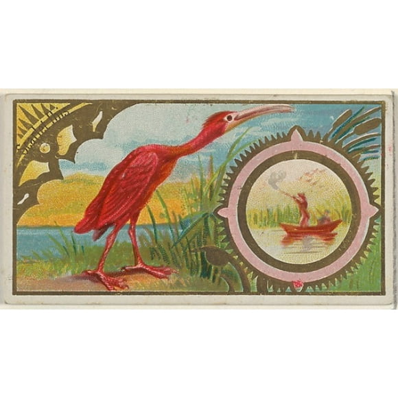 Scarlet Ibis, from the Game Birds series (N13) for Allen & Ginter Cigarettes Brands Poster Print (18 x 24)