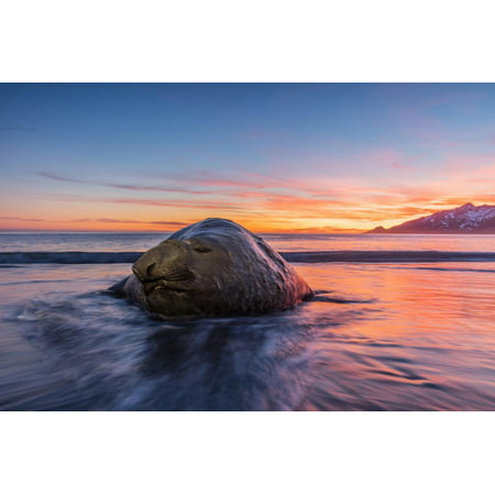 South Georgia Island, St. Andrew's Bay. Elephant Seal in Beach Surf at Sunrise Print Wall Art By Jaynes