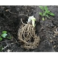 thumbnail image 2 of Daylily Green Nursery Hosta Mixed Perennial Live Plants (10 Count), 2 of 3