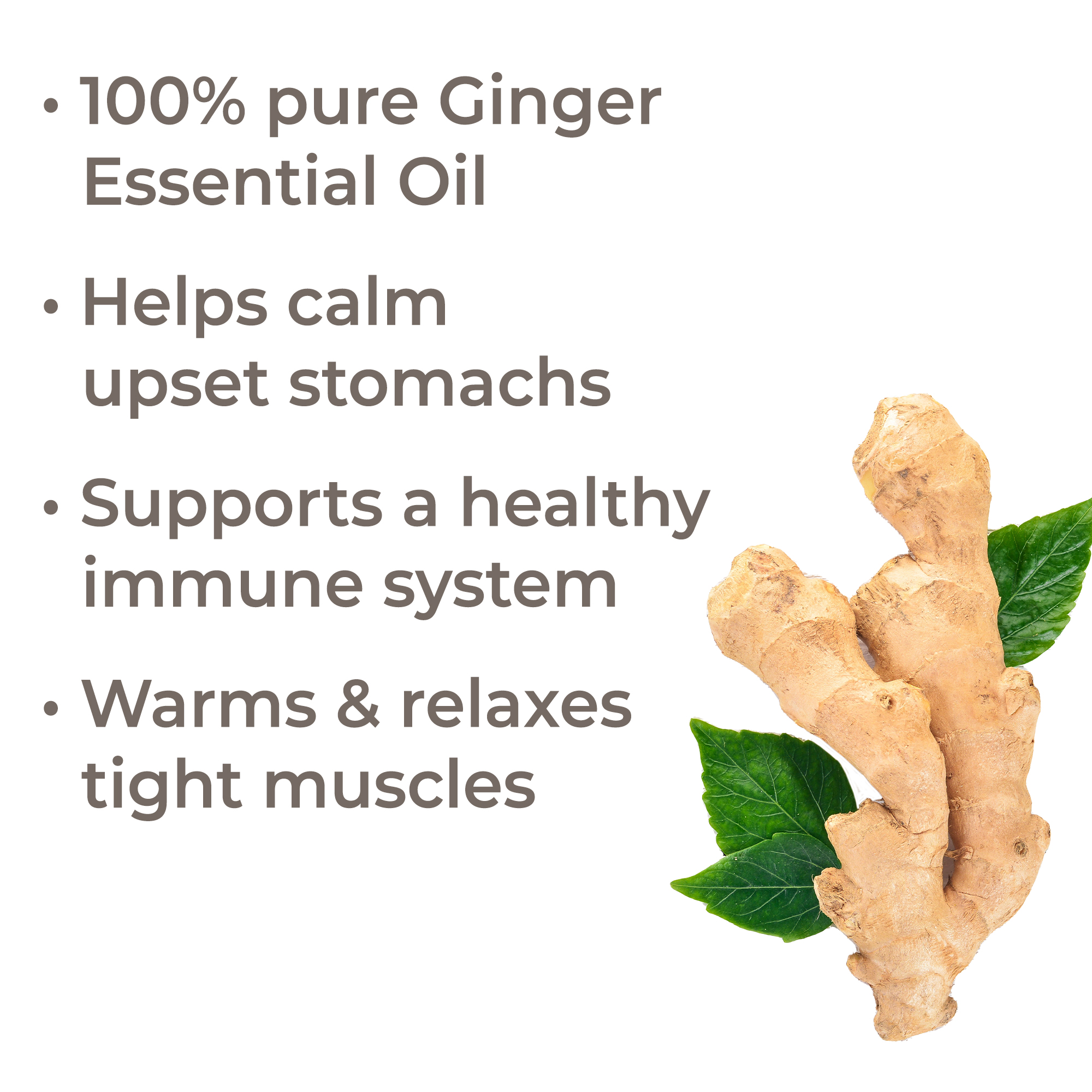 Plant Therapy Ginger Steam Distilled Essential Oil 10 mL (1/3 oz) 100% Pure, Undiluted, Natural Aromatherapy - image 2 of 7