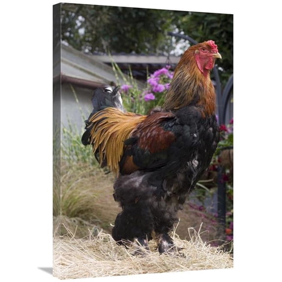 20 x 30 in. Domestic Chicken, Gold Brahma Cock Art Print - Angela Hampton