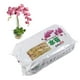 thumbnail image 5 of Liquen seco 6L Jardín Sphagnum Musgo Fibra larga Sphagnum Musgo Orquídea Sphagnum Musgo para flores Planta de jardinería Orquídea Phalaenopsis ANGGREK Otros, 5 of 7