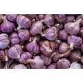 thumbnail image 3 of Country Creek Acres Garlic Plant Bulbs (2 Lb Count), Fresh Siberian, 3 of 6