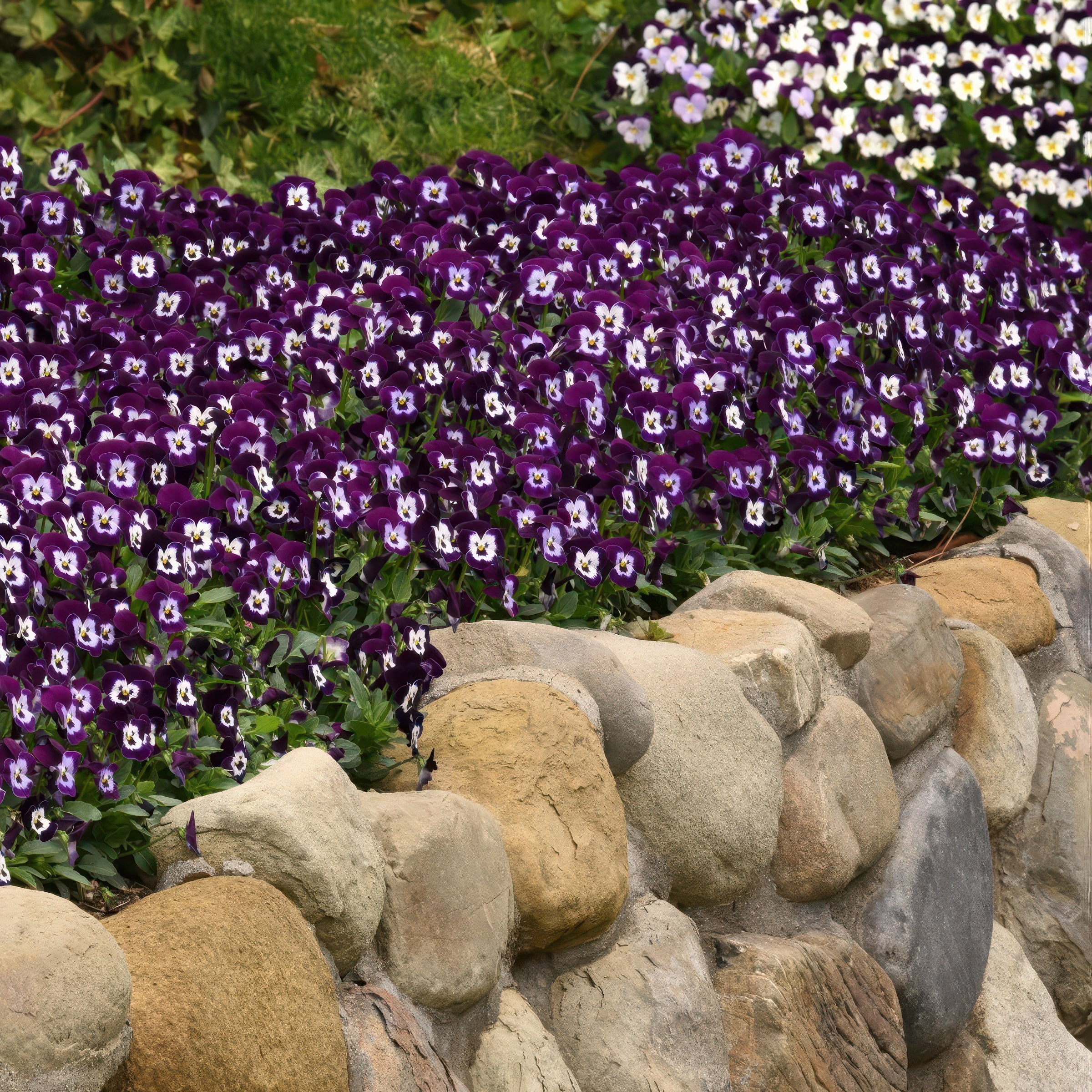 National Plant Network 4 in. Viola Sorbet XP Purple Face (8-Pack)