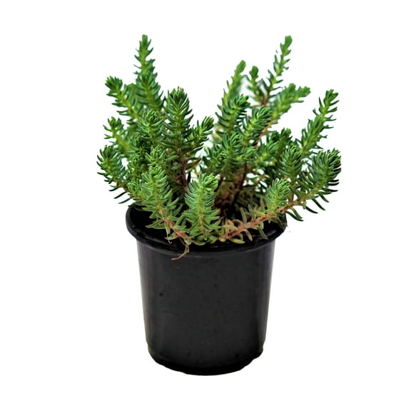 Expert Gardener Outdoor Live Plant Sedum Stonecrop Blue Spruce Green 1PT, Full Sun