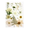 thumbnail image 1 of yuksok Dried Pressed Dry Leaves Bulk Kit for Stickers Making Crafts White, 1 of 7