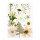 thumbnail image 2 of Paquete de Flores Prensadas Secas Soledad para Manualidades, 2 of 7