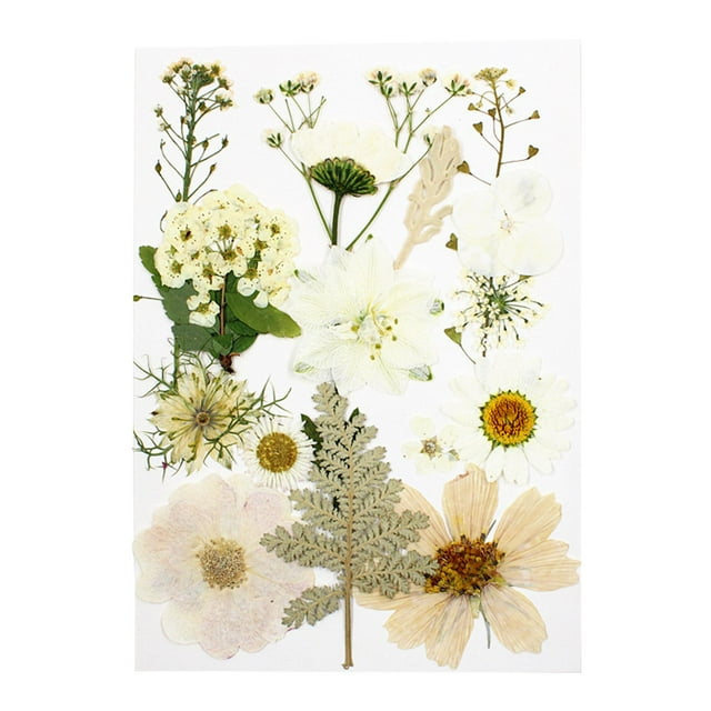 yuksok Dried Pressed Dry Leaves Bulk Kit for Stickers Making Crafts White