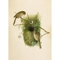 thumbnail image 2 of Robert Ridgway 18x24 Black Ornate Framed Double Matted Museum Art Print Titled: The North American Vogelwelt Pl09 (1891), 2 of 5