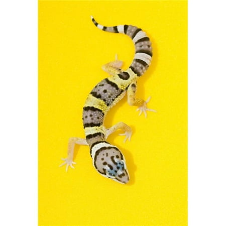 Baby Leopard Gecko Poster Print, Large - 22 x 34