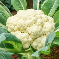 TomorrowSeeds - Snowball Y Cauliflower Seeds - 1000 Count - For 2026 Planting Early Crown Curds