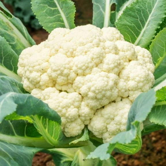 TomorrowSeeds - Snowball Y Cauliflower Seeds - 1000 Count - For 2026 Planting Early Crown Curds