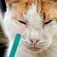 thumbnail image 2 of cepillos para limpiar ojos de gatito, cepillos portátiles para limpiar manchas de lágrimas de gato., 2 of 6
