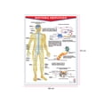 thumbnail image 2 of Póster Sistema Nervioso Educatodo B-0073-I, 2 of 2