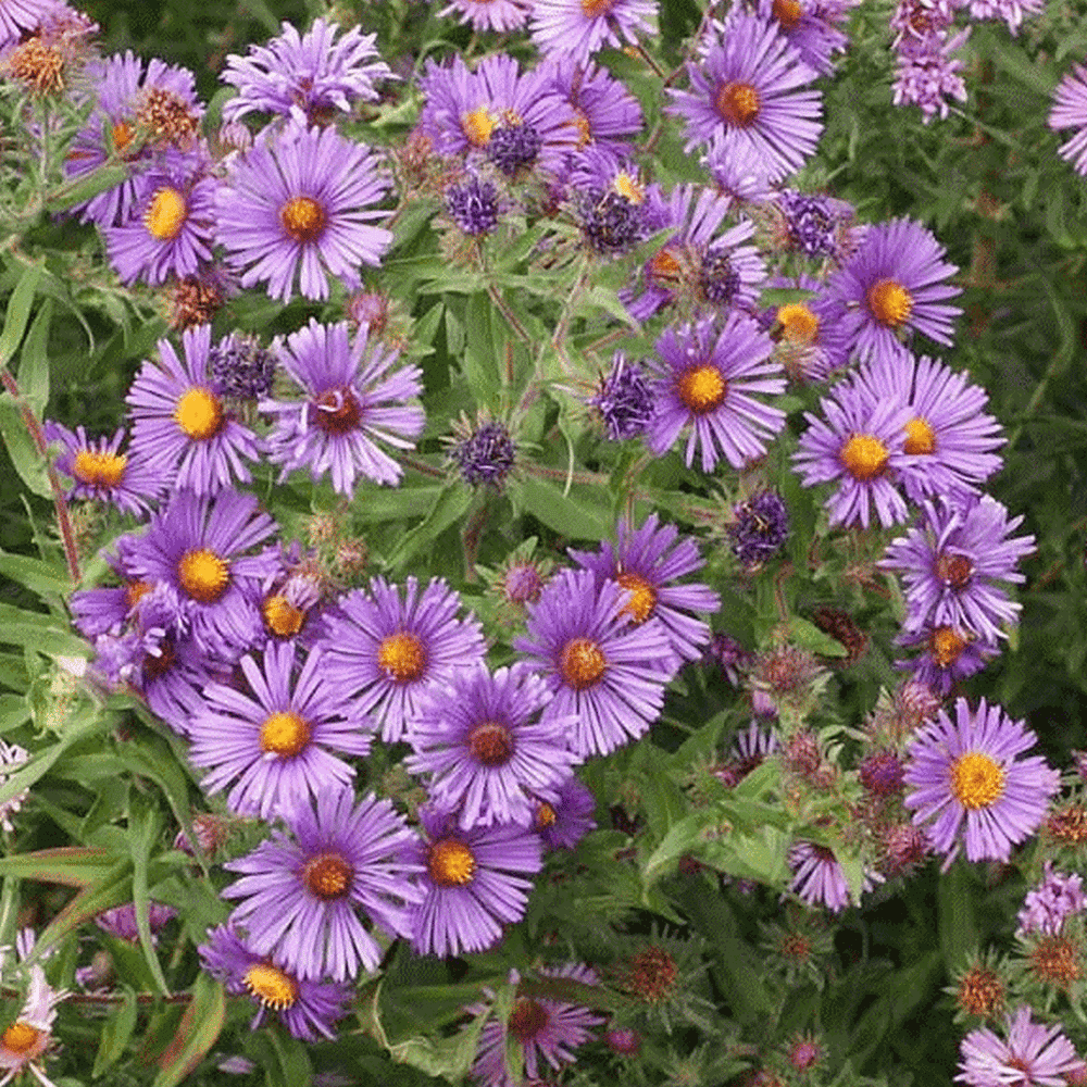 Everwilde Farms 1 Lb New England Aster Native Wildflower Seeds Gold