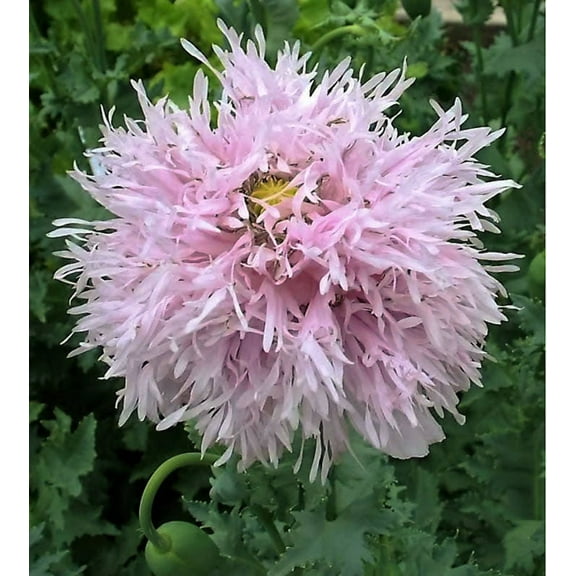 500 Seeds LILAC Pompom PEONY POPPY Papaver Laciniatum Purple Pompon Flower Seeds