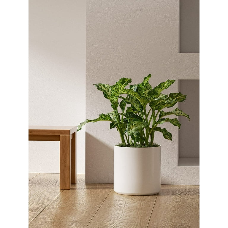 indoor peperomia plant Peperomia 'Marble' | Indoor Plant | Tropical Plant | Potted Plant