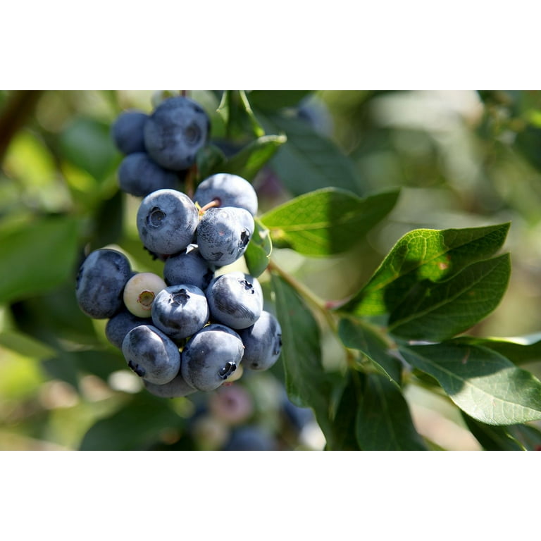 Expert Gardener 2.5QT Blueberry Edible Fruit Deciduous Live Plants