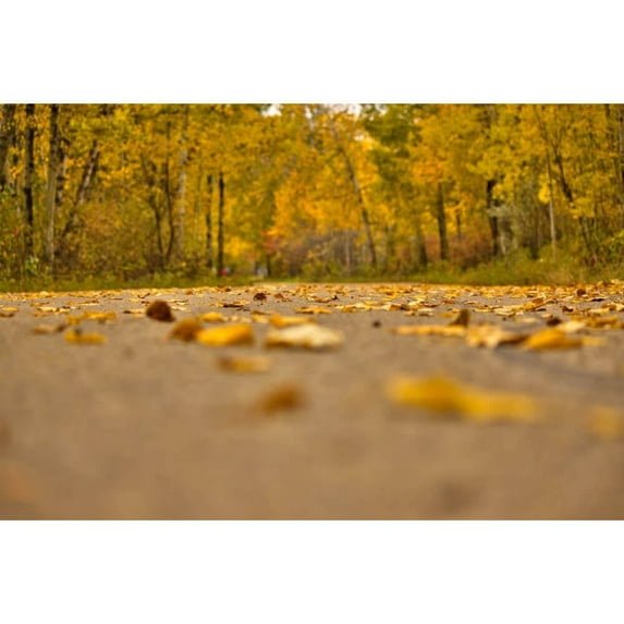 Boer "Autumn Road" Glossy Poster