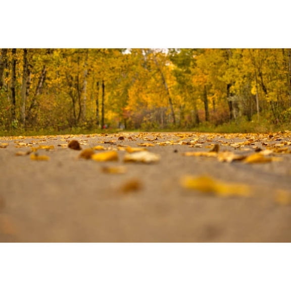 Boer "Autumn Road" Glossy Poster