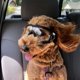 thumbnail image 4 of Gafas para perros - Gafas de protección ocular para perros grandes Gafas de sol a prueba de viento para perros medianos y grandes brillar Electrónica, 4 of 5