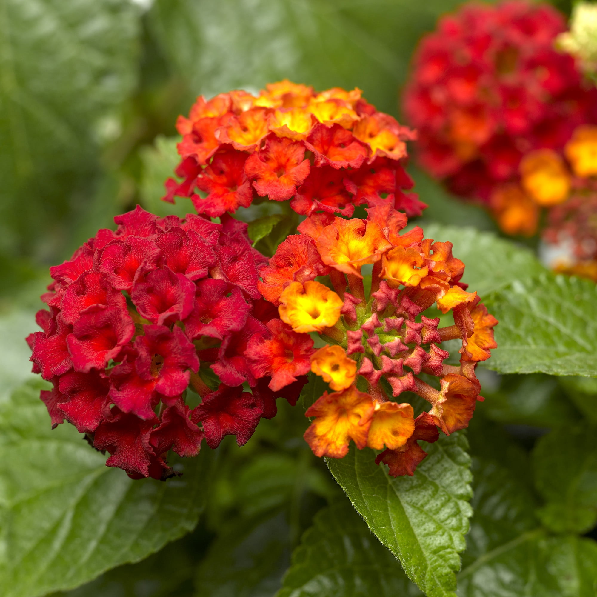 Expert Gardener Dallas Red Lantana Live Plant, 2.5 QT Grow Pot, Direct Sun, Flowering Plant