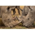 thumbnail image 2 of Ratna Prem, Venkata 14x11 Black Ornate Wood Framed with Double Matting Museum Art Print Titled - White Rhinos Close Up, 2 of 4