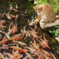 thumbnail image 2 of HLONK Durable Plastic Bird Net for Fish - Durable Satin-Like Cover  Protects Against Bird Attacks  Fits Standard Pond Nets  Easy to Install & Maintain  Pond Netting, 2 of 5