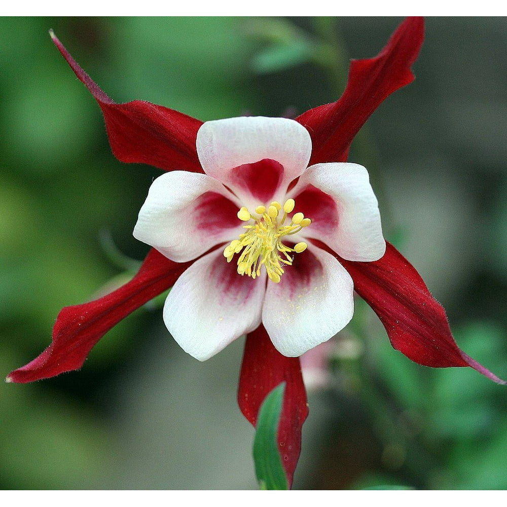 Crimson Star Columbine Perennial Aquilegia Live Plant