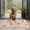 Yorkie With Pioneer, variant on Bernese Mountain and Flower Door Rugs,Washable Non Slip Door Mats Indoor,Decorative Door Mats,Entry Mat Indoor for Entrance,Bedroom,Kitchen,Bathroom,17"x30"