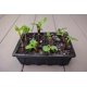 thumbnail image 5 of Bandeja para germinar semillas Gardzen, paquete de 3, 36 celdas con domo, 5 of 7