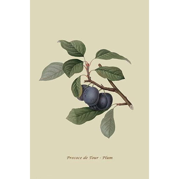 Precoce de Tour - Plum-Fine Art Canvas Print (20" x 30")