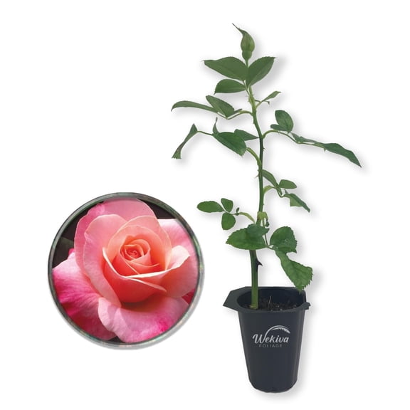 Color Magic Rose Bush - Live Starter Plant in a 2 Inch Growers Pot - Beautifully Fragrant Hybrid Tea Rose - A Versatile Beauty with Large Blooms