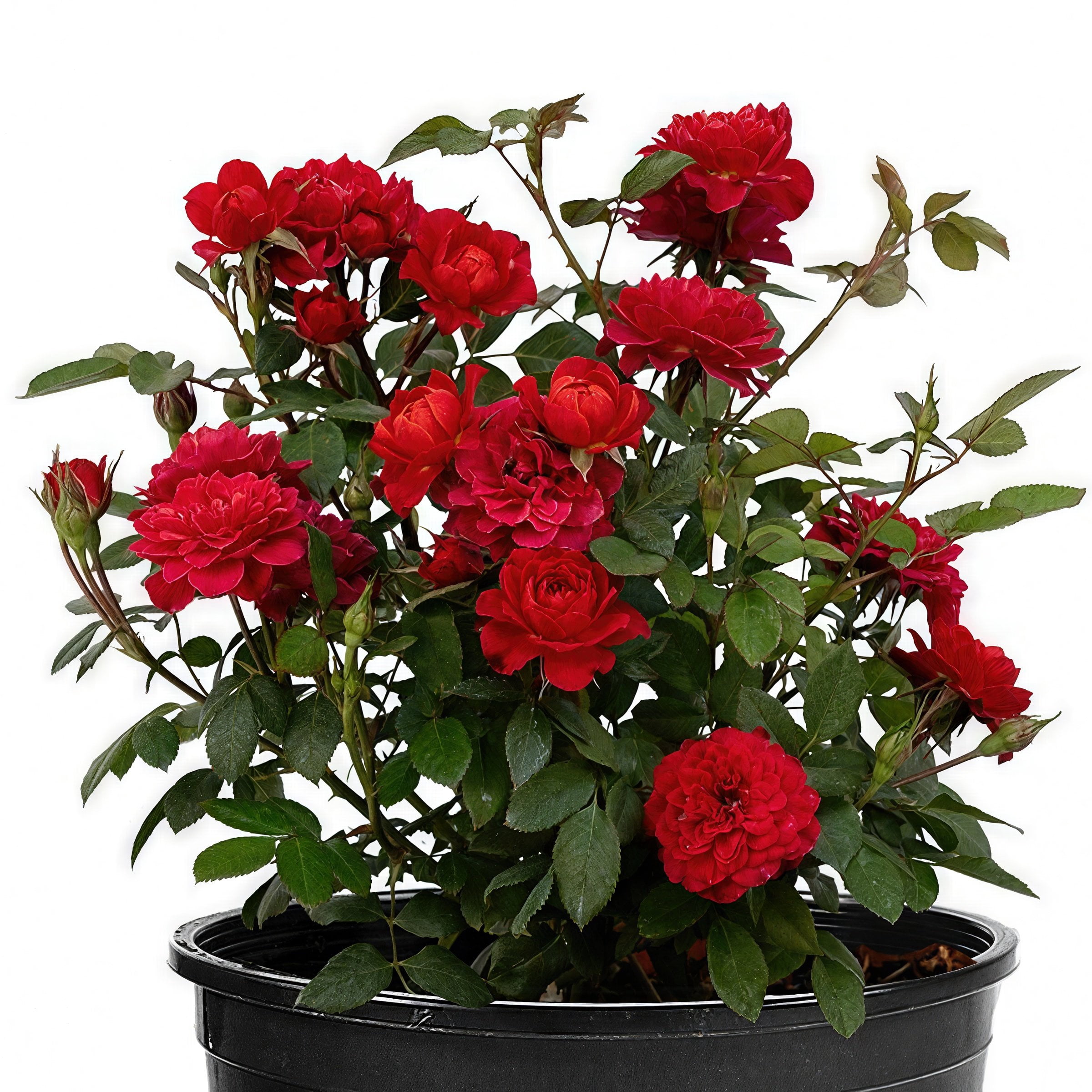 2 gal. Sunblaze Watermelon Rose with Red Flowers