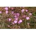 thumbnail image 2 of 100 FALSE SLENDERLEAF FOXGLOVE Purple Gerardia Agalinis Tenuifolia Flower Seeds, 2 of 7