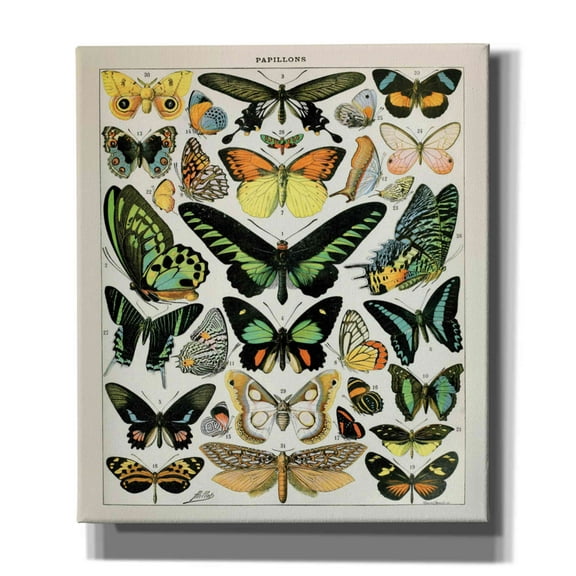 Epic Graffiti'Papillons 2' by Susan Ball, Giclee Canvas Wall Art, 26"x30"