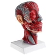 thumbnail image 1 of 1:1 Human Half Head W/Neck Vessel Nerve Arteries Science Classroom Lab Toys, 1 of 8