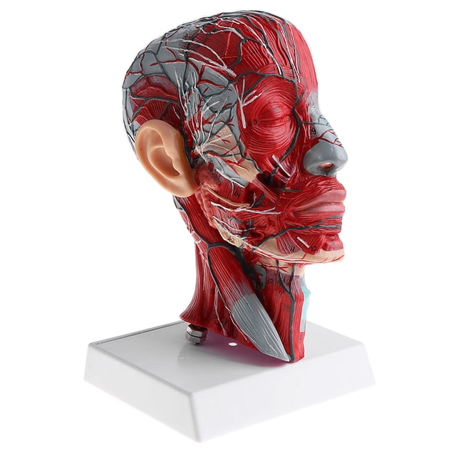 1:1 Human Half Head W/Neck Vessel Nerve Arteries Science Classroom Lab Toys