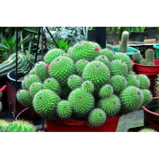 Golden Barrel Cactus Bonsai Seeds 30 Seeds Echinocactus grusonii