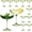 Sage Green, variant on 12 count Plastic Coupe Glasses 9oz Clear Disposable Martini Glasses