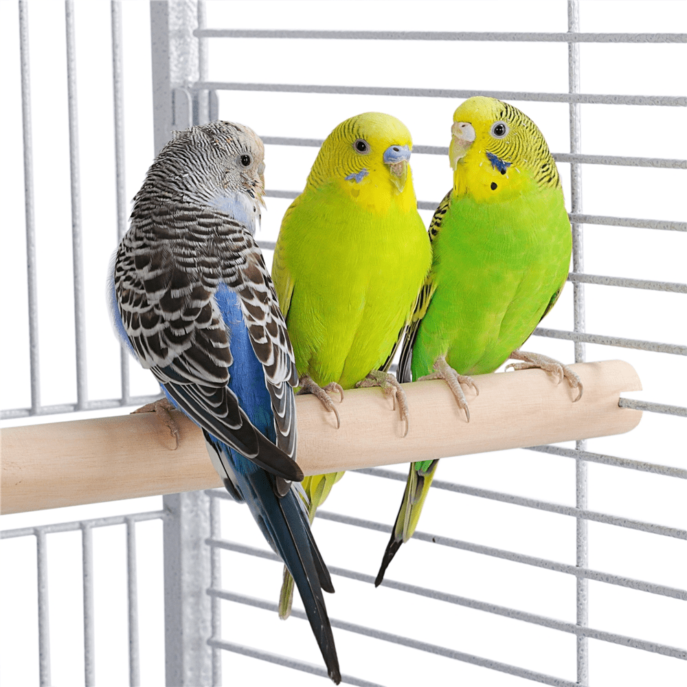 bird whiteページ 1a25d4ab-0e8e-44a0-a09a-
