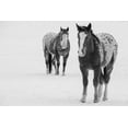 thumbnail image 2 of Hopkins, Cindy Miller 14x11 Black Ornate Wood Framed with Double Matting Museum Art Print Titled - USA-Montana-Gardiner Appaloosa horses in winter snow, 2 of 4