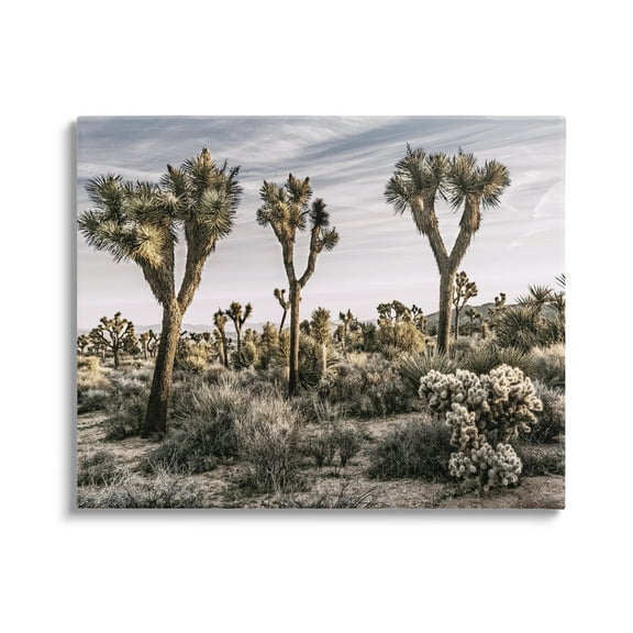 Stupell Industries Desert Cacti Vegetation Landscape Photography Gallery Wrapped Canvas Art Print Wall Art, 20 x 16