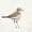 Unframed, variant on Art.com Coastal Plover III Linen Stretched Canvas Print Wall Art by Jeanette Vertentes, 24" x 24"