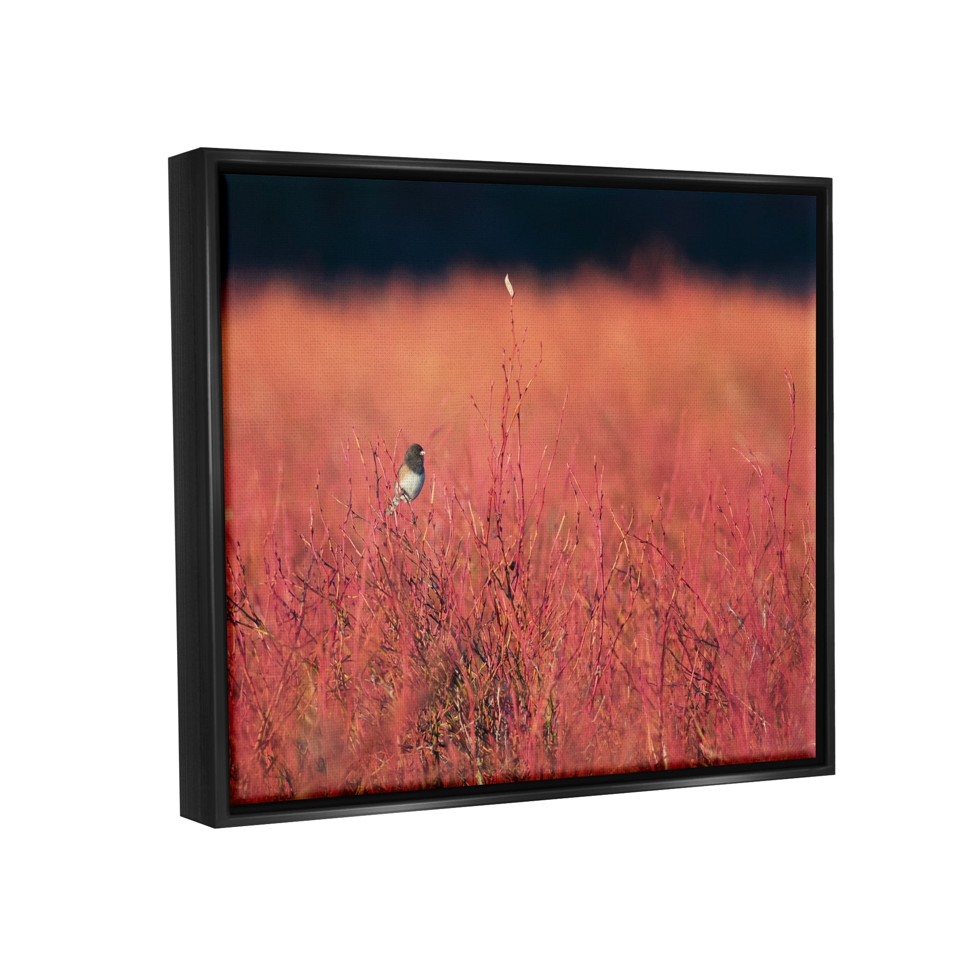 Stupell Industries Bird in Red Field Nature Photography Black Floater Framed Art Print Wall Art, 21 x 17