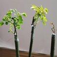 thumbnail image 4 of Cinta de injerto Liaogo, película de injerto para plantas, 3 cm x 150 m, 2 unidades, 4 of 9